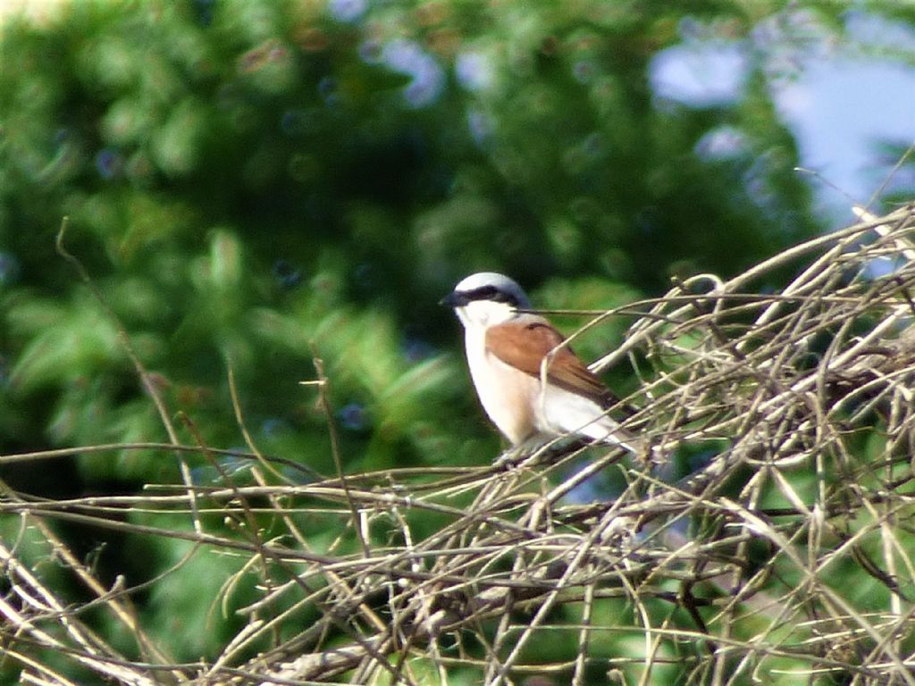 Averla piccola (Lanius collurio)